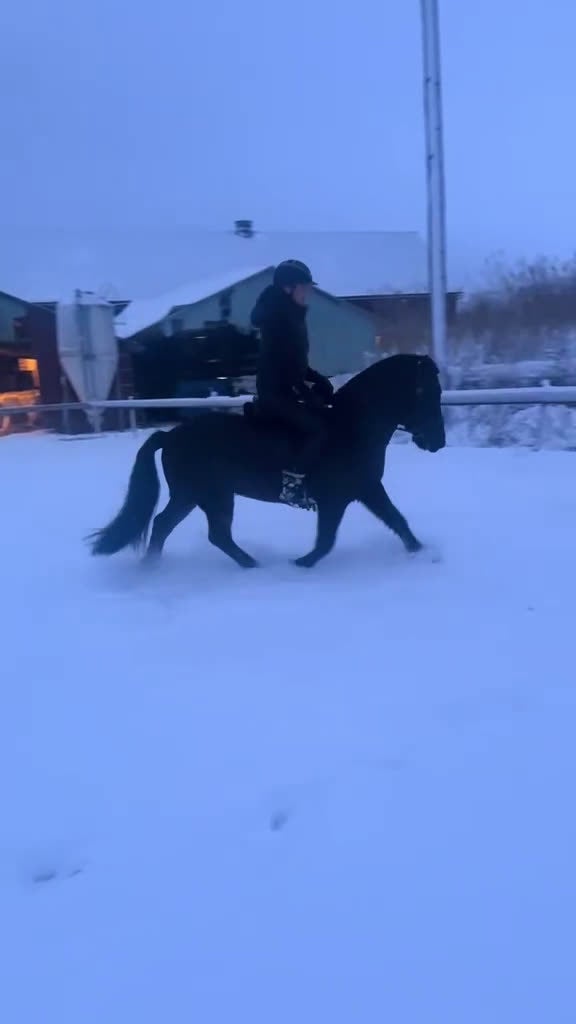 Allround hästar till salu: Forseti fra Ysta Geroi i Sollentuna - Video 1