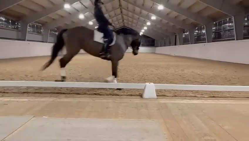 Dressyr hästar till salu: Sto med massor av kapacitet - Video 5