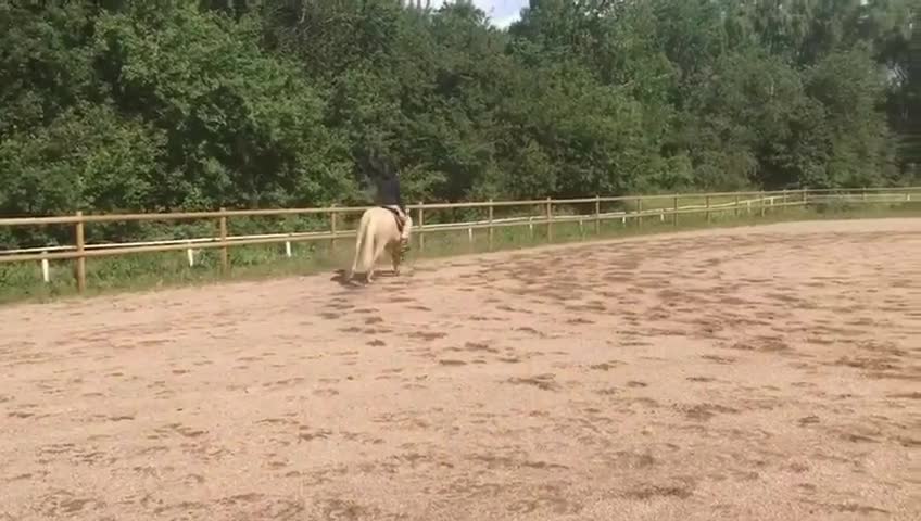 Western hästar till salu: Quartersto med toppstam inom Kosseklasser - Video 1