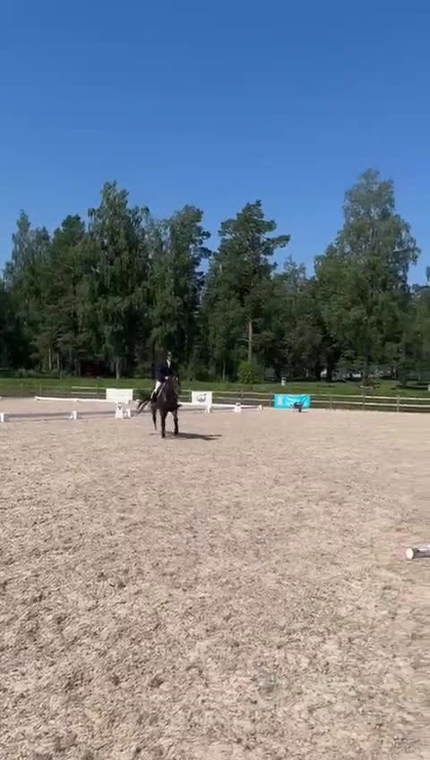 Fälttävlan hästar till salu: 5 års NV vallak e. Tobajo Martial (Tobajo Picez) - Video 4