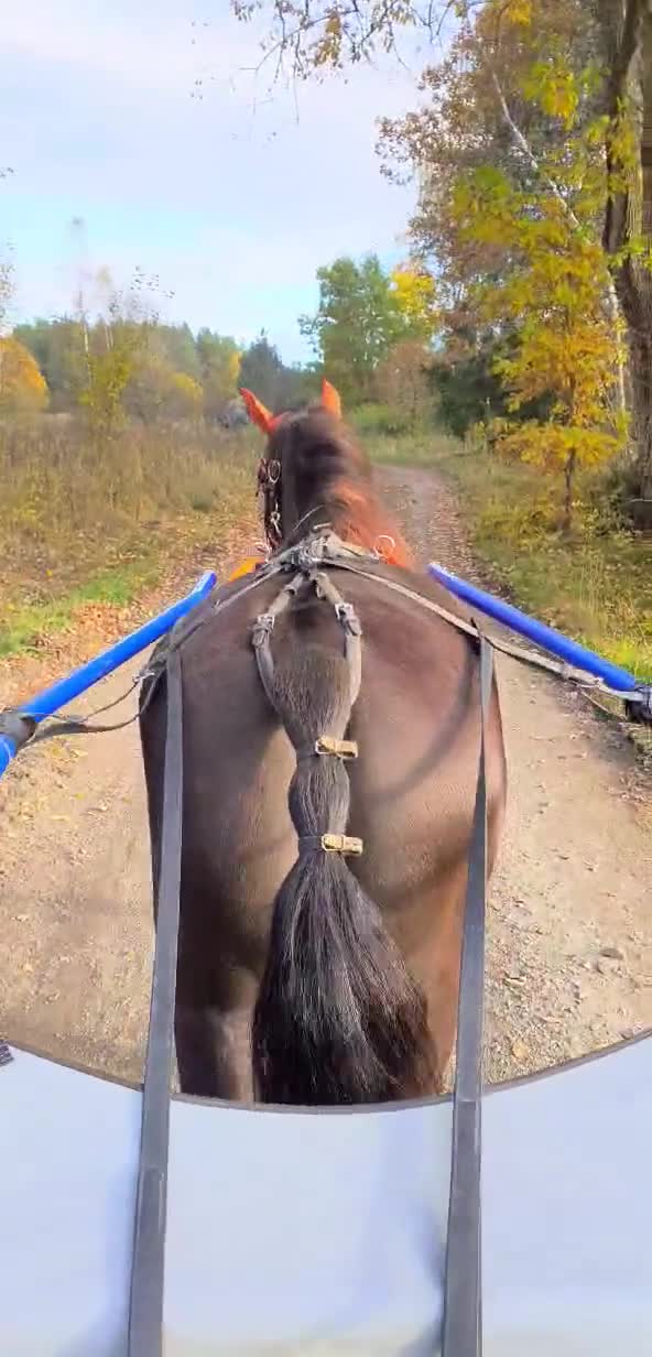 Allround hästar till salu: Vackert sto! - Video 4