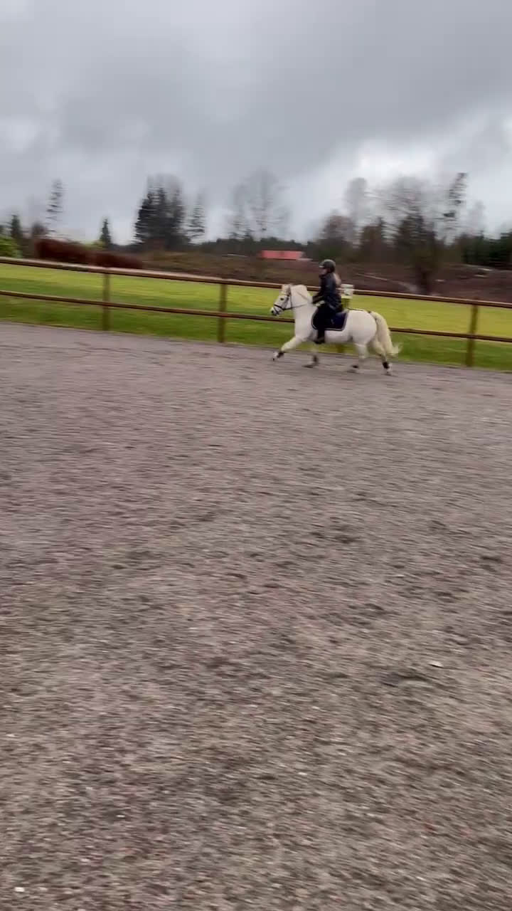 Allround hästar till salu: Vår goa Paddy söker kärleksfullt hem i Ulricehamn - Video 3