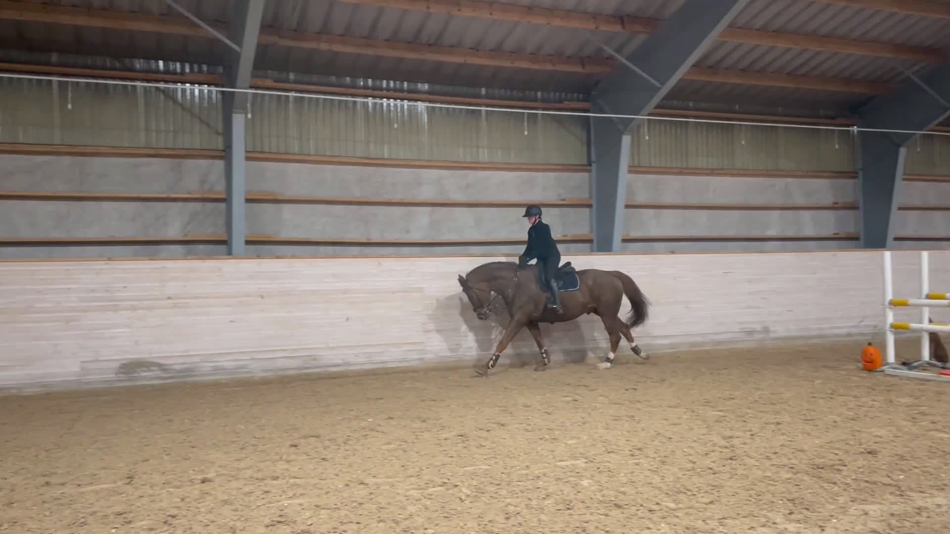 Allround hästar till salu: Killen med hjärtat på rätt ställe  - Video 1