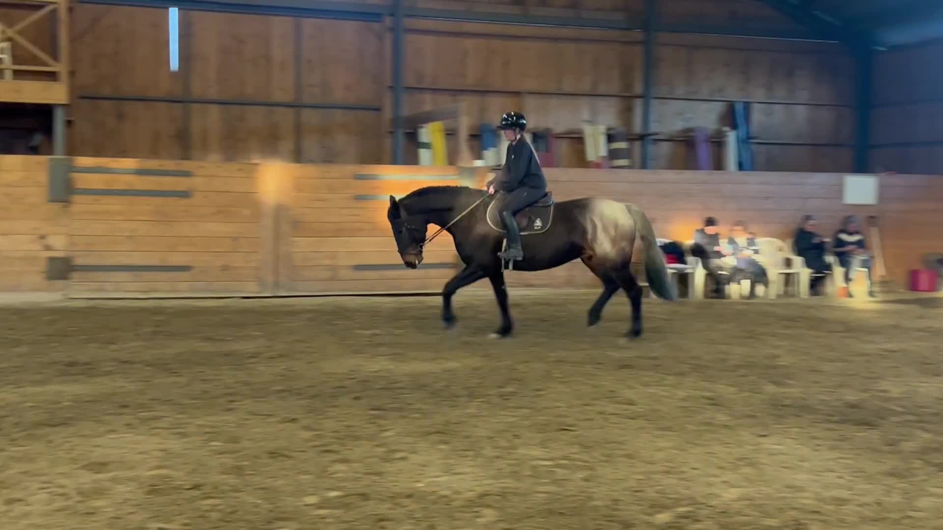 Allround hästar till salu: En pärla för framtiden  - Video 5