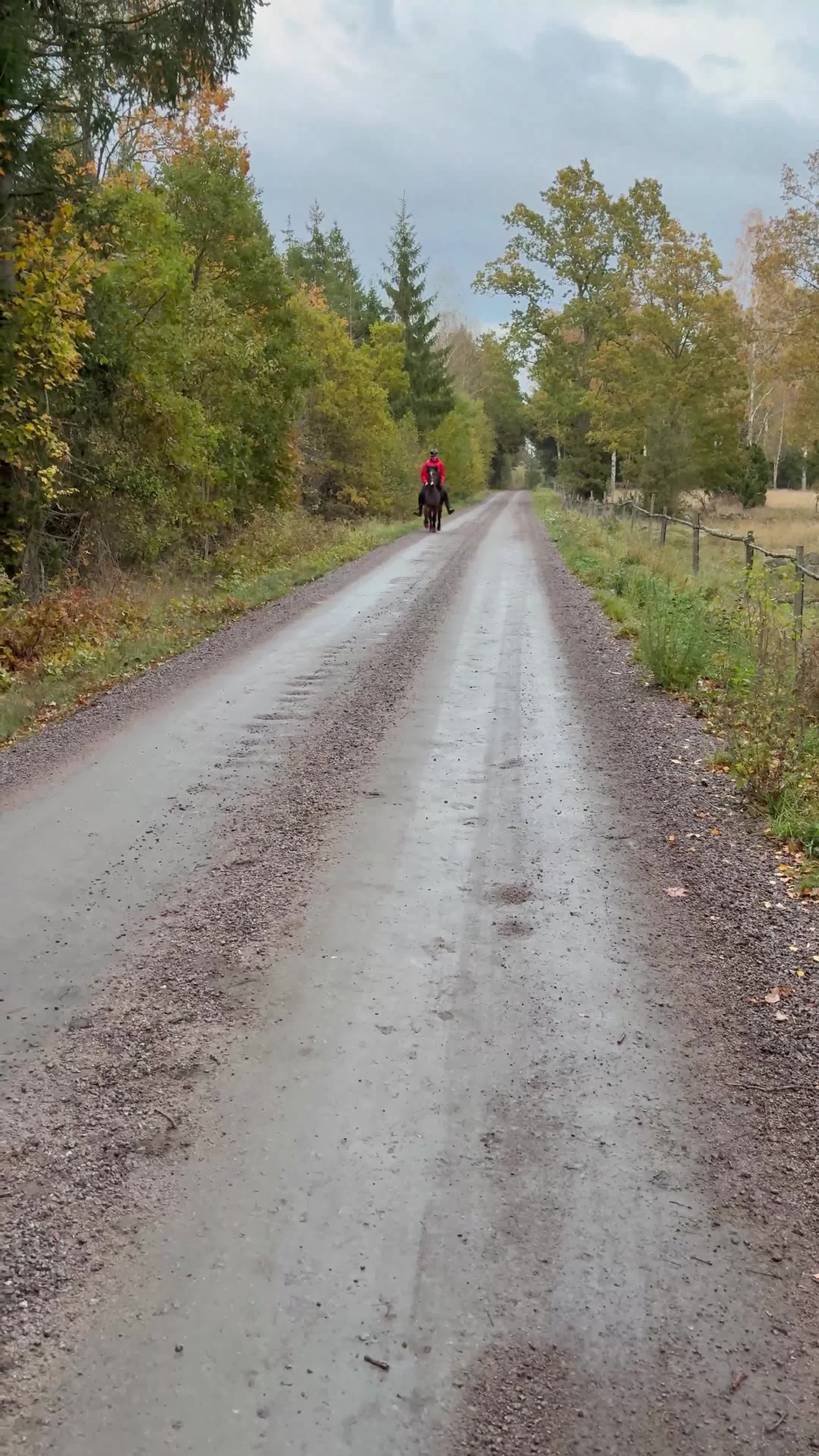 Island hästar till salu: Liten tuff valack - Video 4