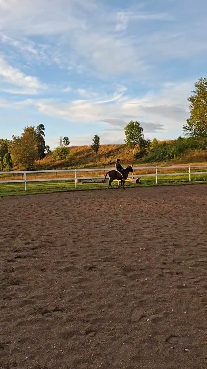 Allround hästar till salu: Snäll B-ponny - Video 1