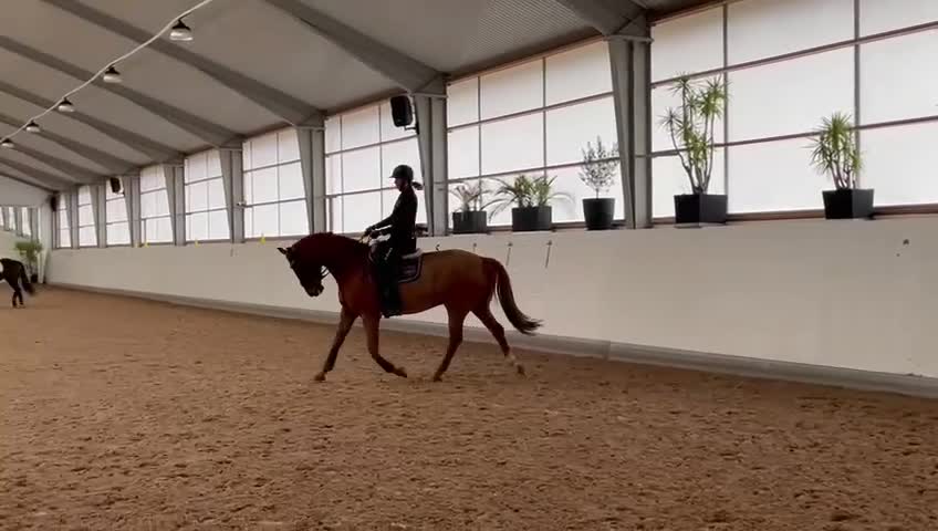 Allround hästar till salu: Vallack 12 år till lättare ridning / sällskap - Video 1