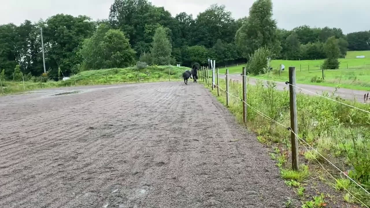 Sällskap hästar till salu: Två Solstrålar som sällskap/ ev hobbyridning i Laholm - Video 1