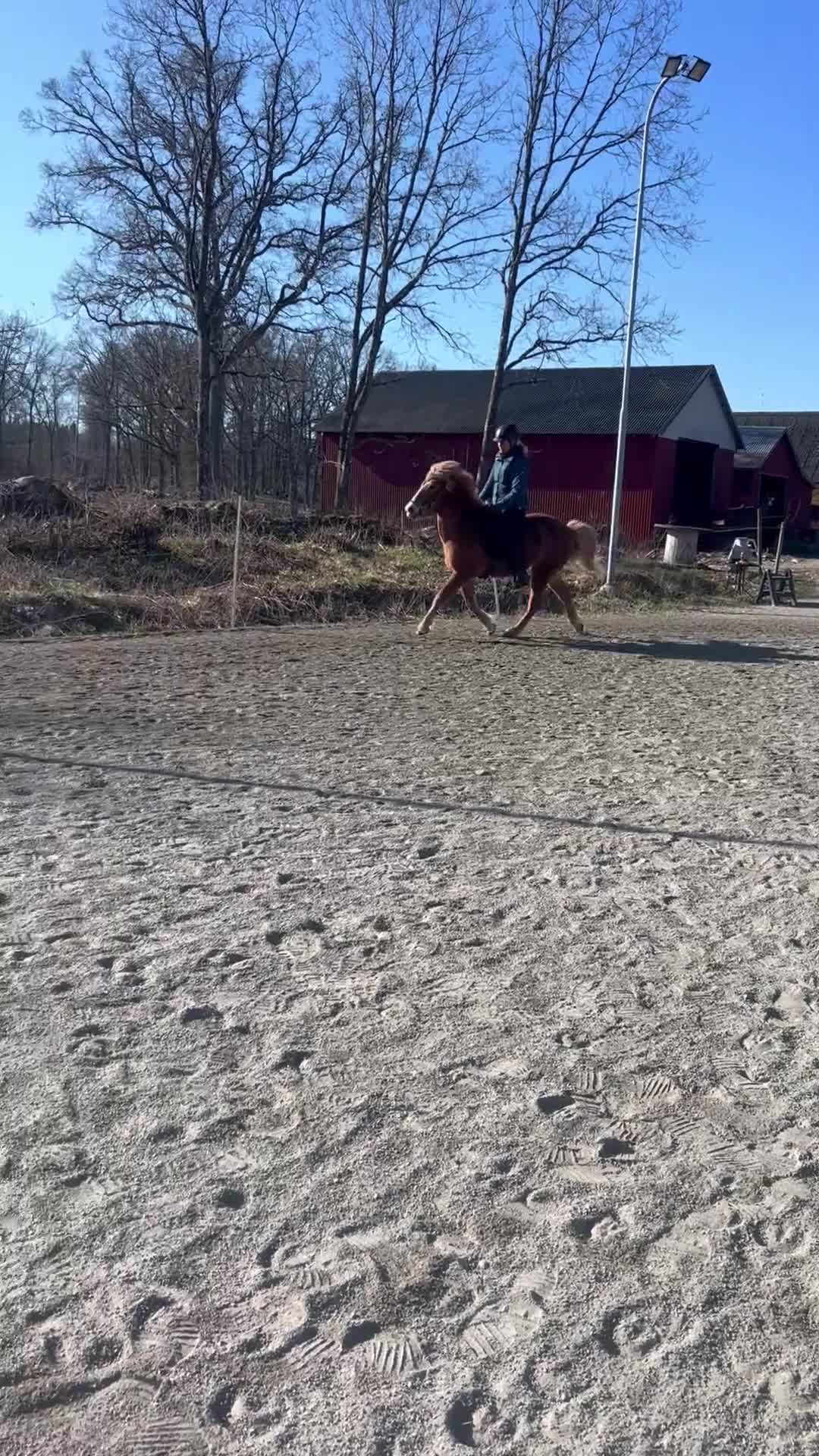 Island hästar till salu: Rolig valack med mycket att utveckla  - Video 2