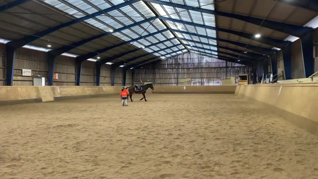  foderhäst finnes: 3-årig valack e. So Perfect  - Video 1
