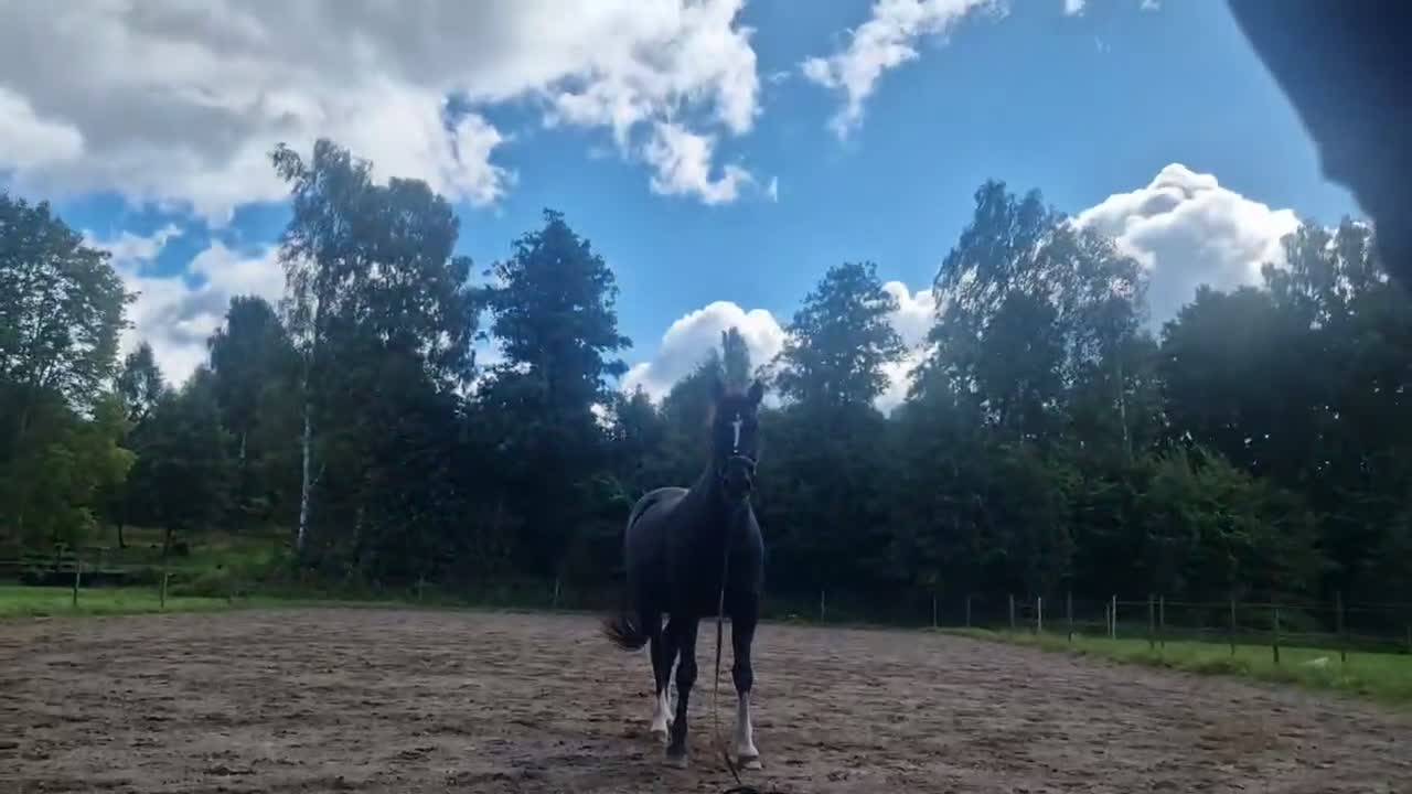 Allround hästar till salu: Fin valack ❤️ - Video 1