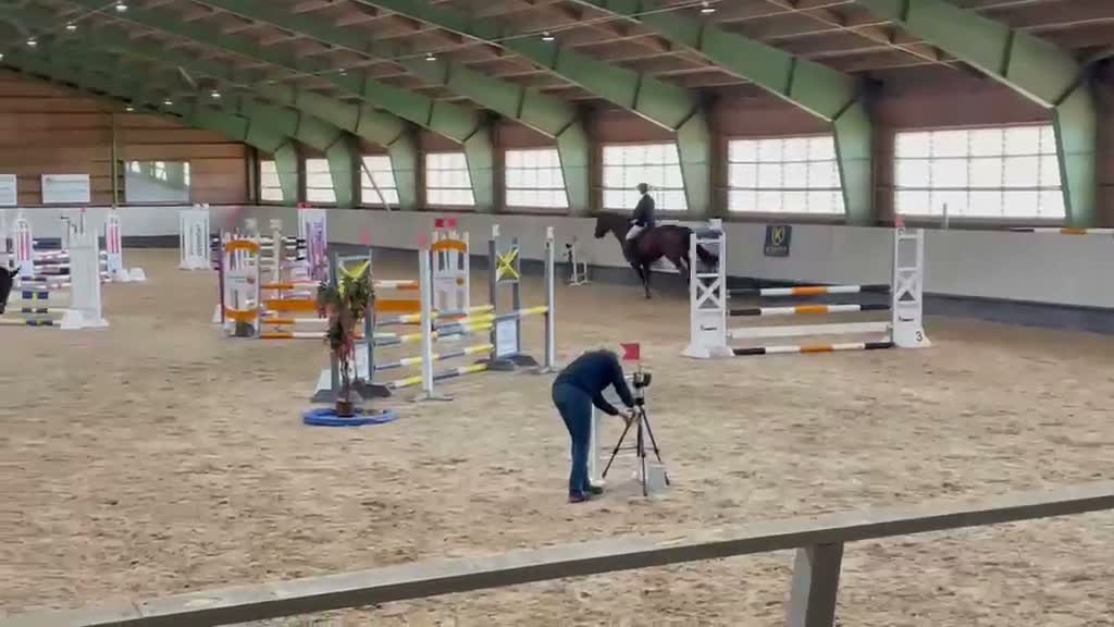 Hoppning hästar till salu: Genomsnäll valack - Video 2