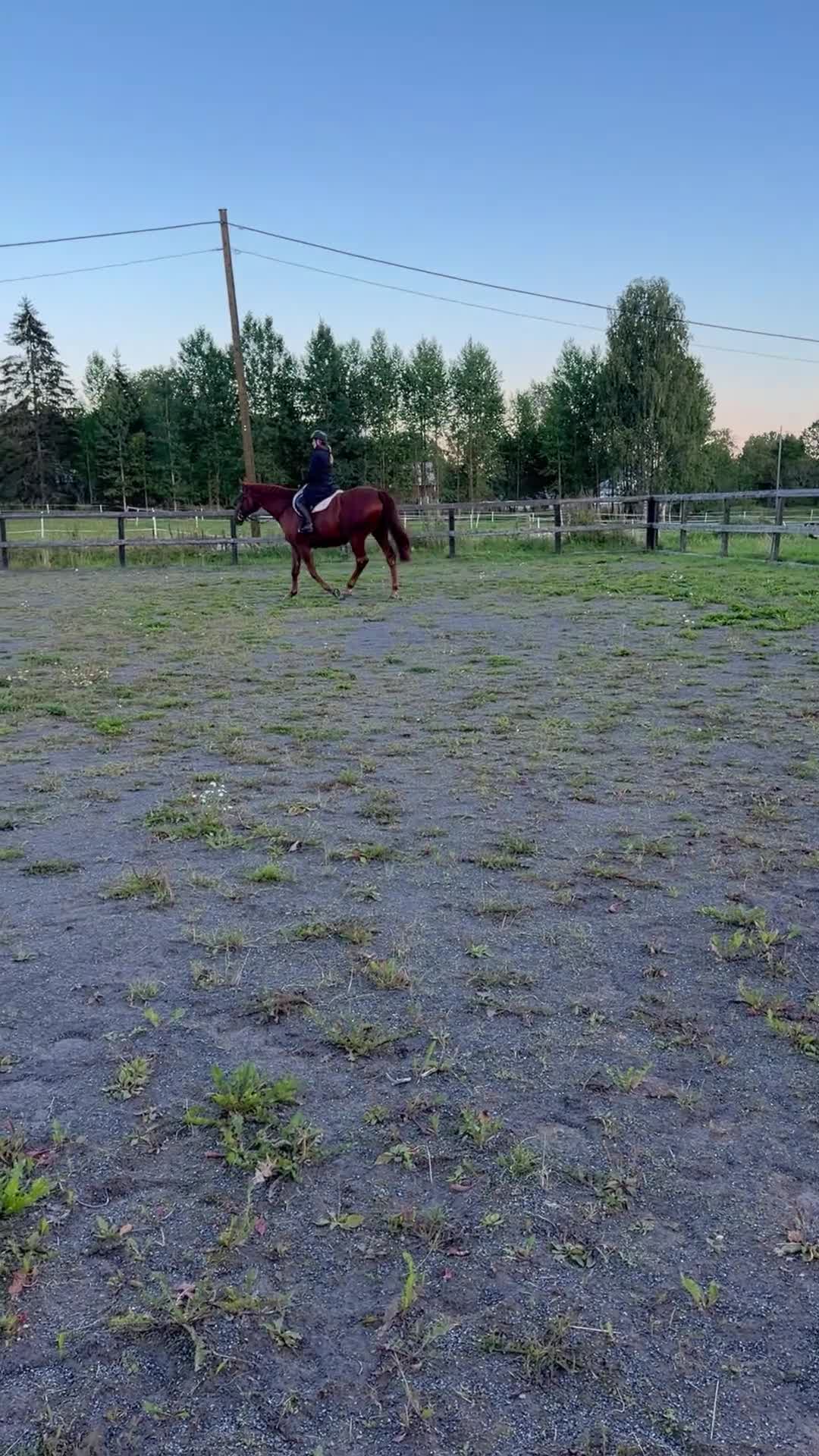 Allround hästar till salu: Vackra Wictor! - Video 2