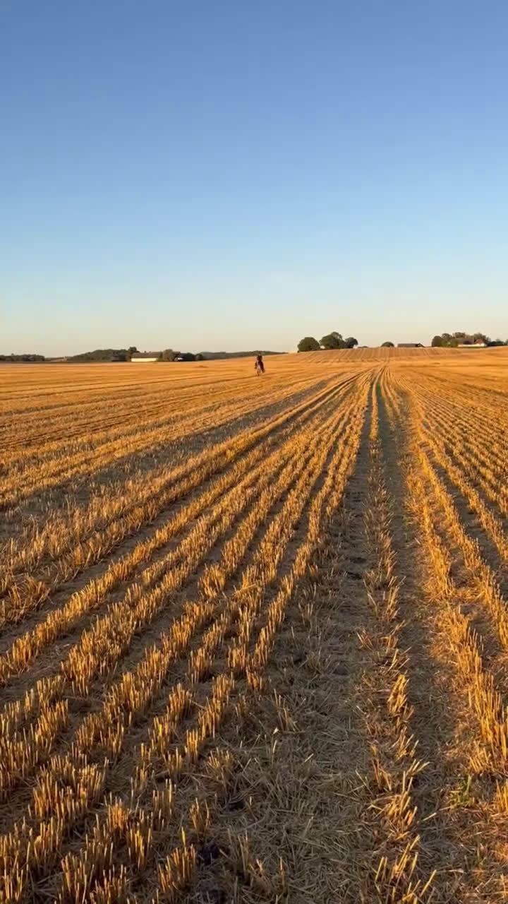  medryttarhäst sökes: Trygg hopphäst sökes för lektioner.  - Video 1