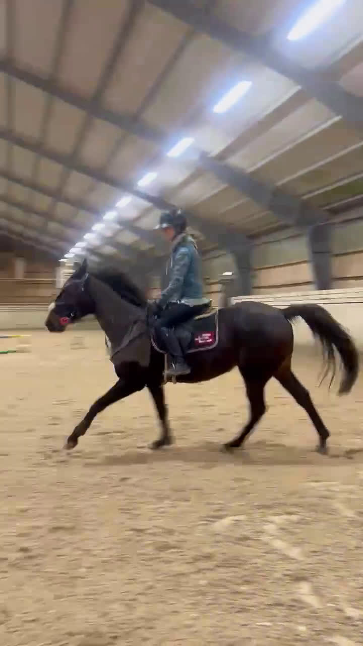 Allround hästar till salu: Bästa vän! - Video 2