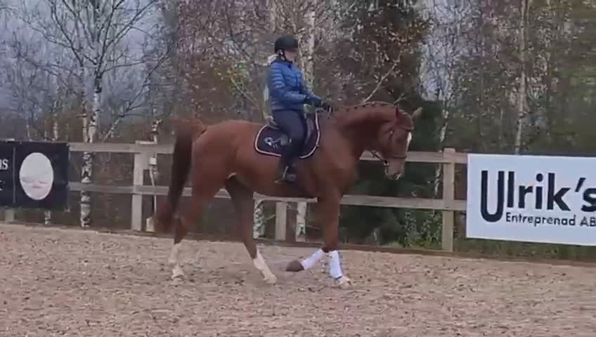 Dressyr hästar till salu: 🌟Framtidsstjärna för satsande ryttare🌟 i Sunne - Video 1