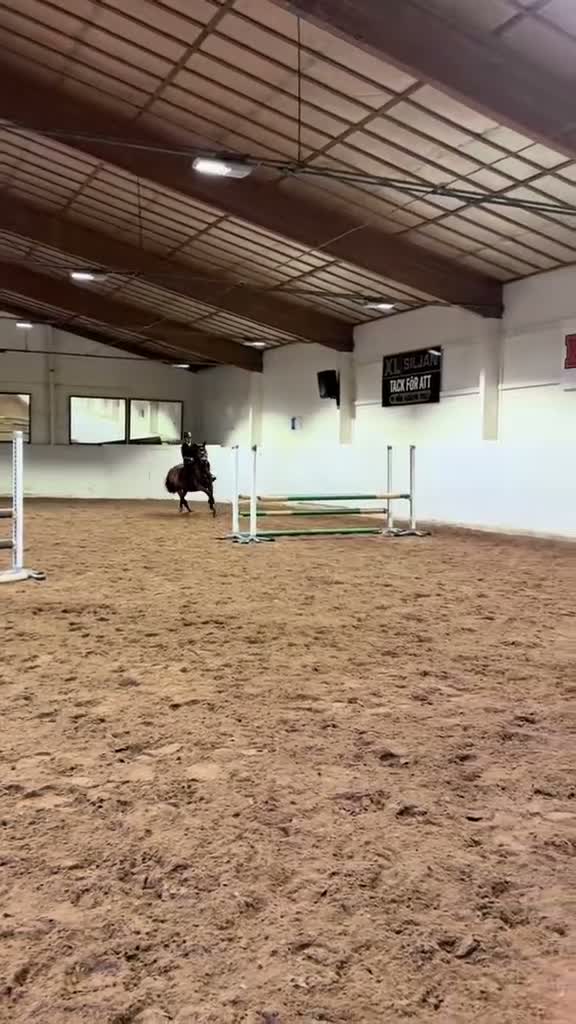 Allround hästar till salu: Fin hobbyhäst - Video 2