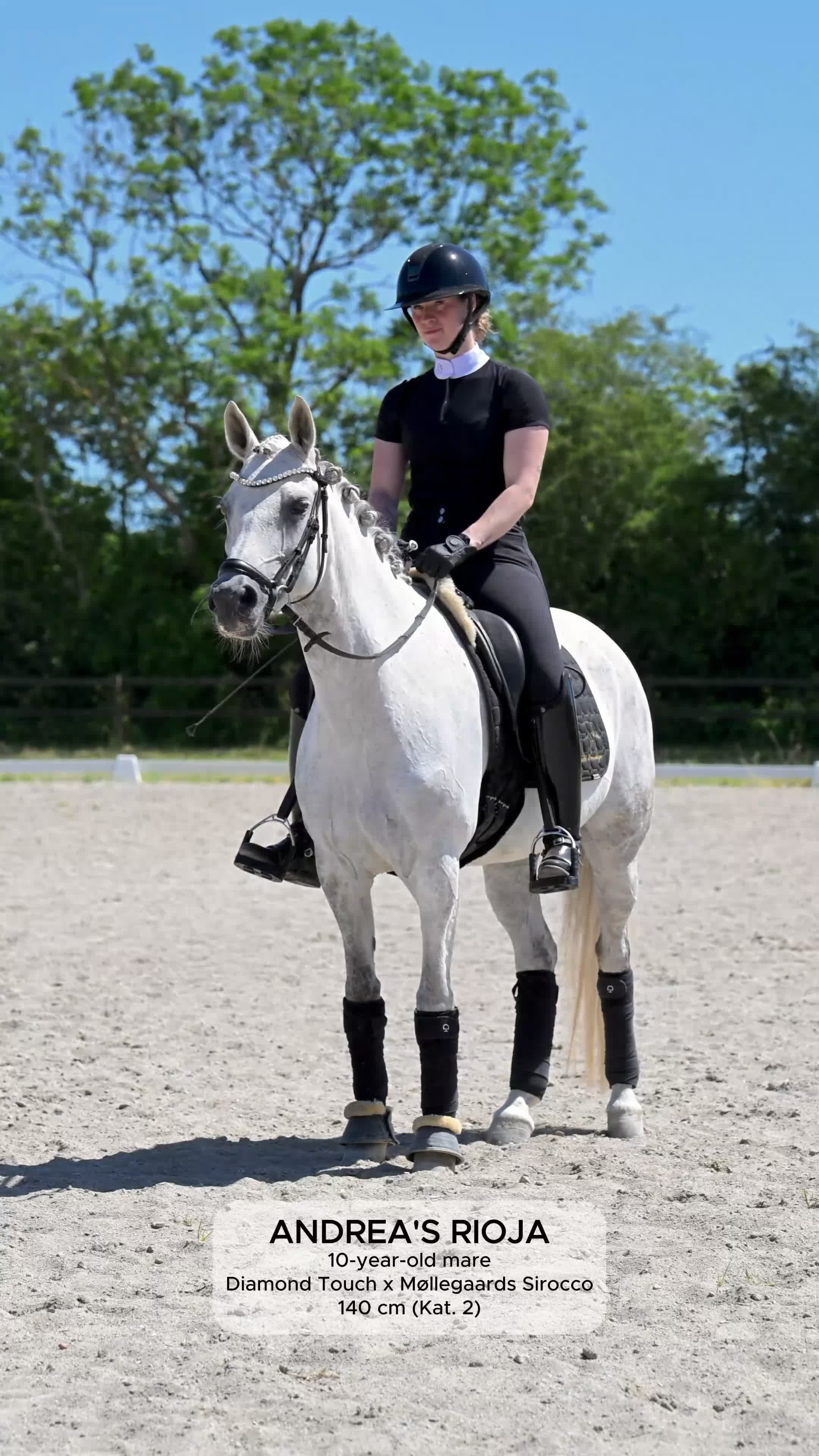 Dressyr hästar till salu: FEI dressagepony - Video 1
