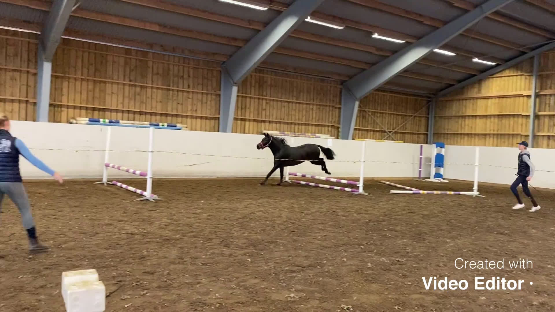 Hoppning hästar till salu: Lovande unghäst! SÅLD - Video 3