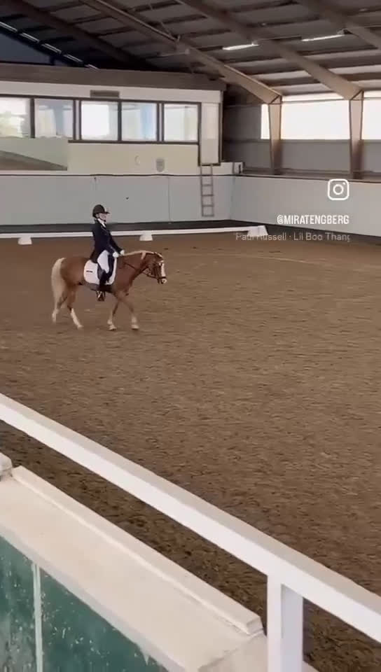 Dressyr hästar till salu: Vacker b-ponny dressyr inriktning till salu  i Asmundtorp - Video 1