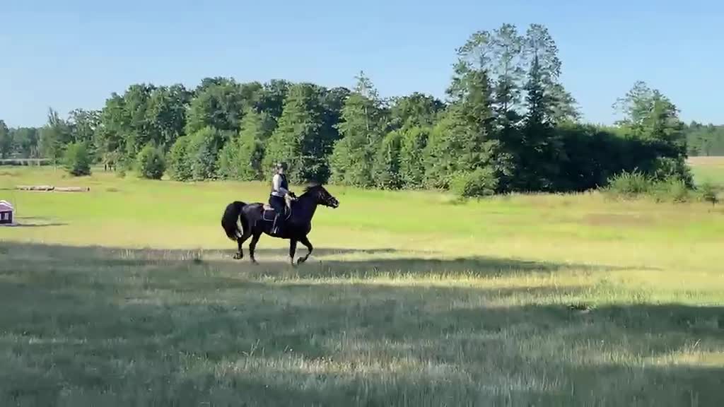 Allround hästar till salu: Kattelbo Hulda  i Kalmar - Video 2