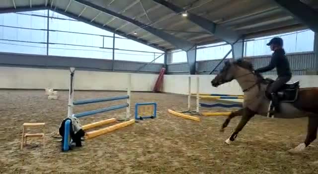 Hoppning hästar till salu: 9-årigt sto e.Heartbeat-Casall i Eslöv - Video 1
