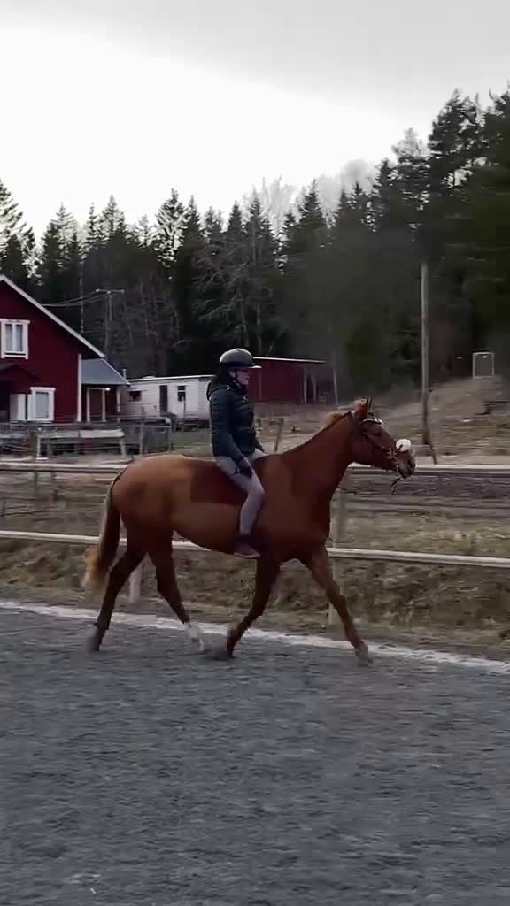 Allround hästar till salu: Drömhäst till Salu - Video 2