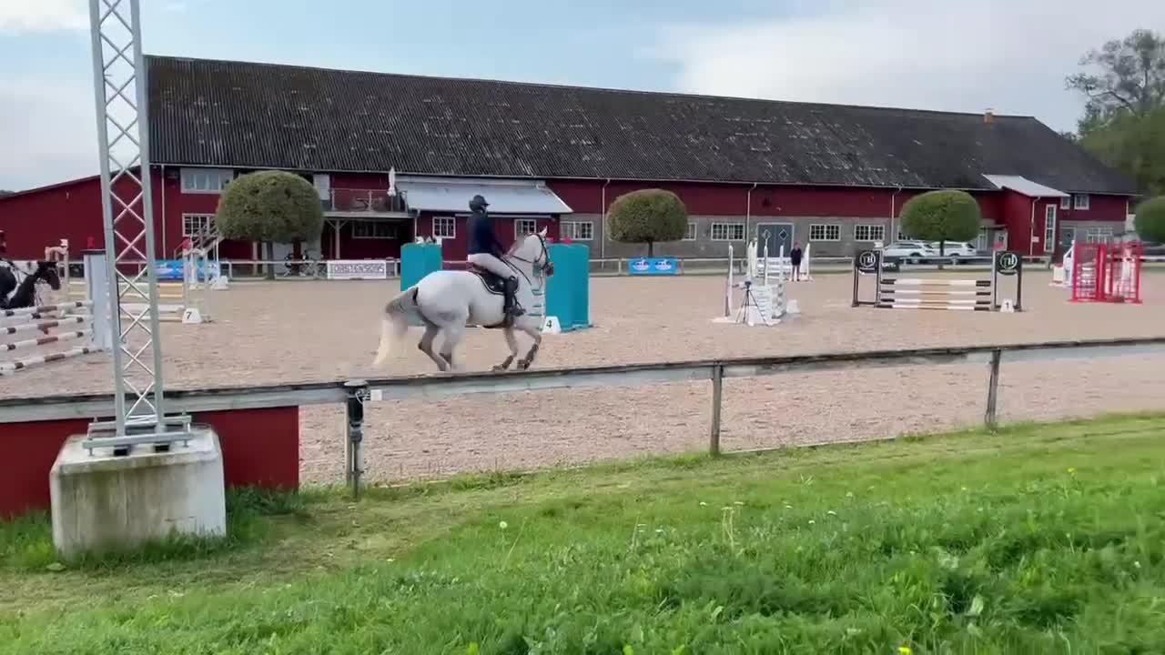 Hoppning hästar till salu: Trevligt sto  - Video 3