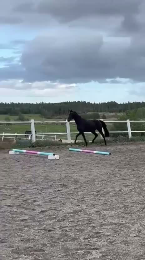 Hoppning hästar till salu: Lovande 3-årig valack med toppenstam för framtiden - Video 1
