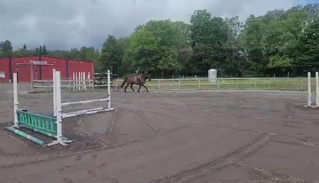 Hoppning hästar till salu: Femårigt hoppstammat sto i Jönåker - Video 1