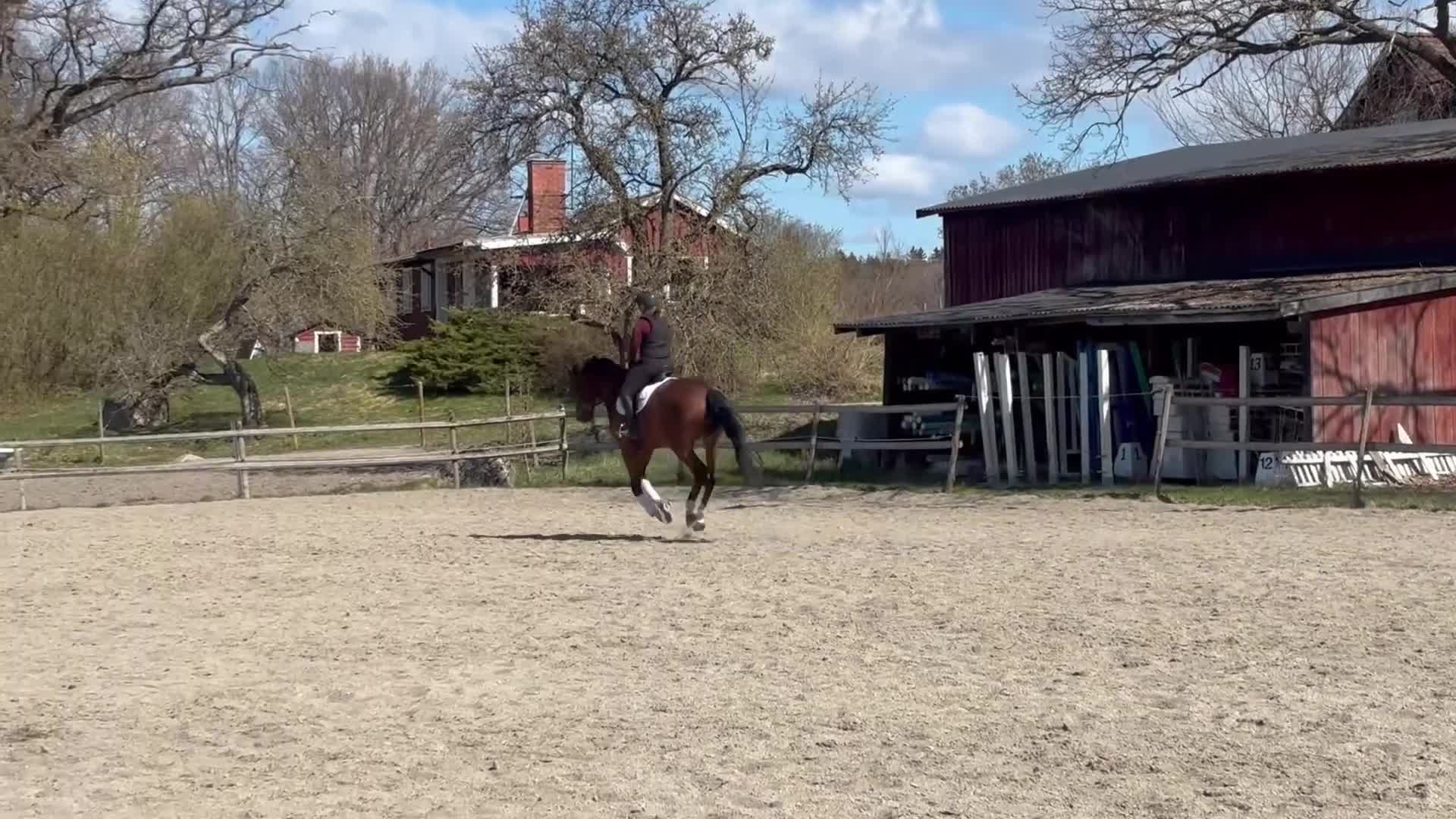Dressyr hästar till salu: Lovande dressyrhäst!  - Video 3