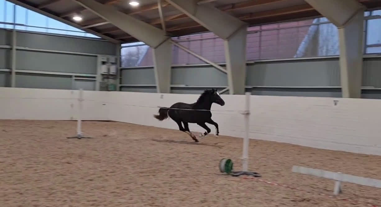 Dressyr hästar till salu: Fantastisk liten häst - Video 3