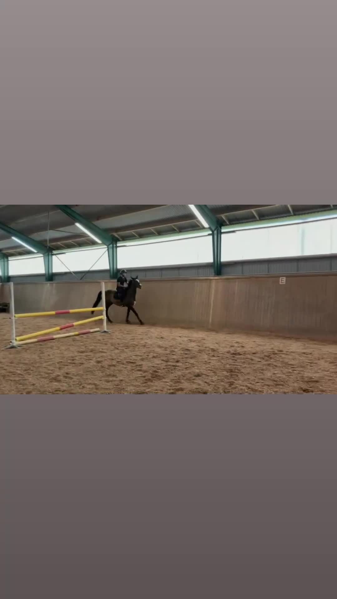 Allround hästar till salu: Intressekoll på Fin hopp/allround häst - Video 3