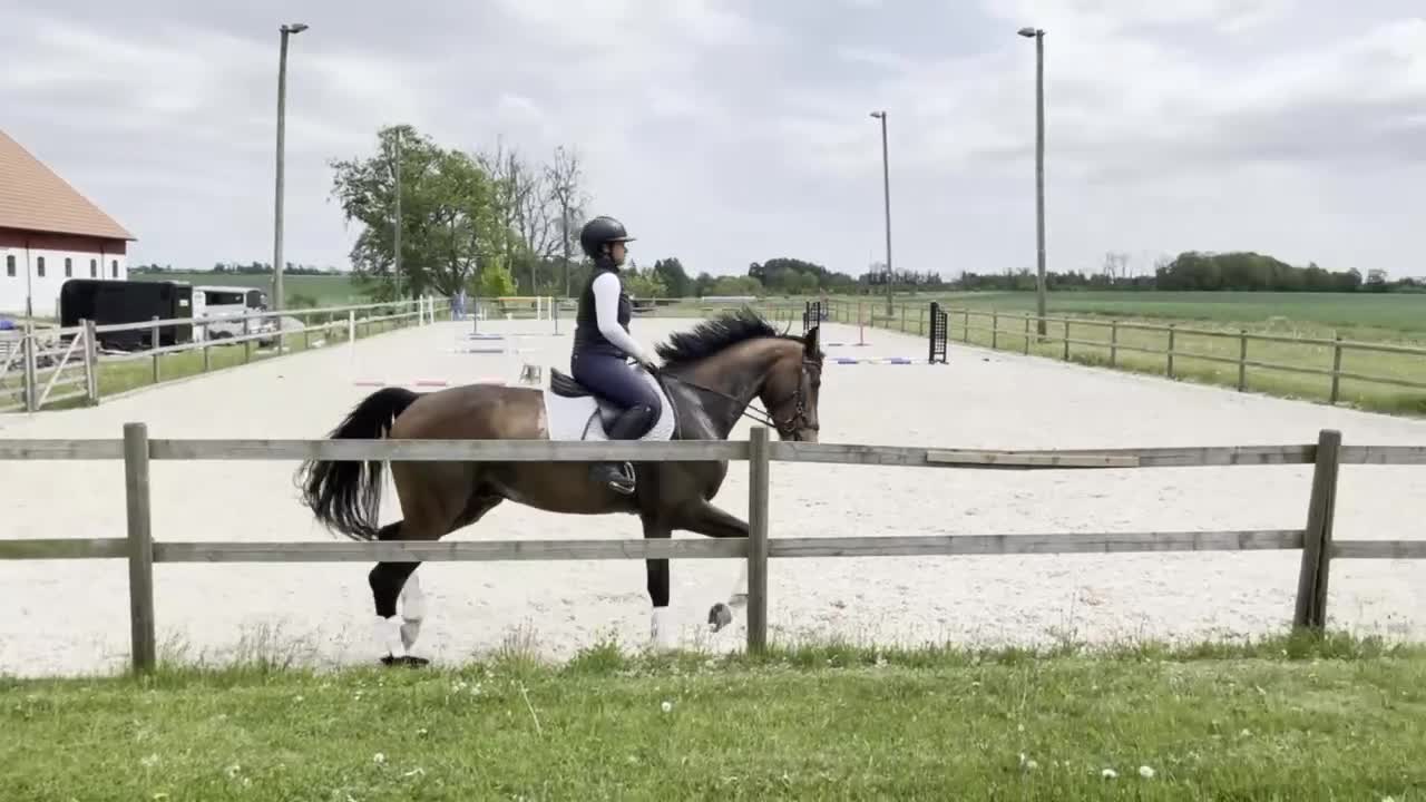 Dressyr hästar till salu: Fint framtidslöfte!🌟 - Video 3