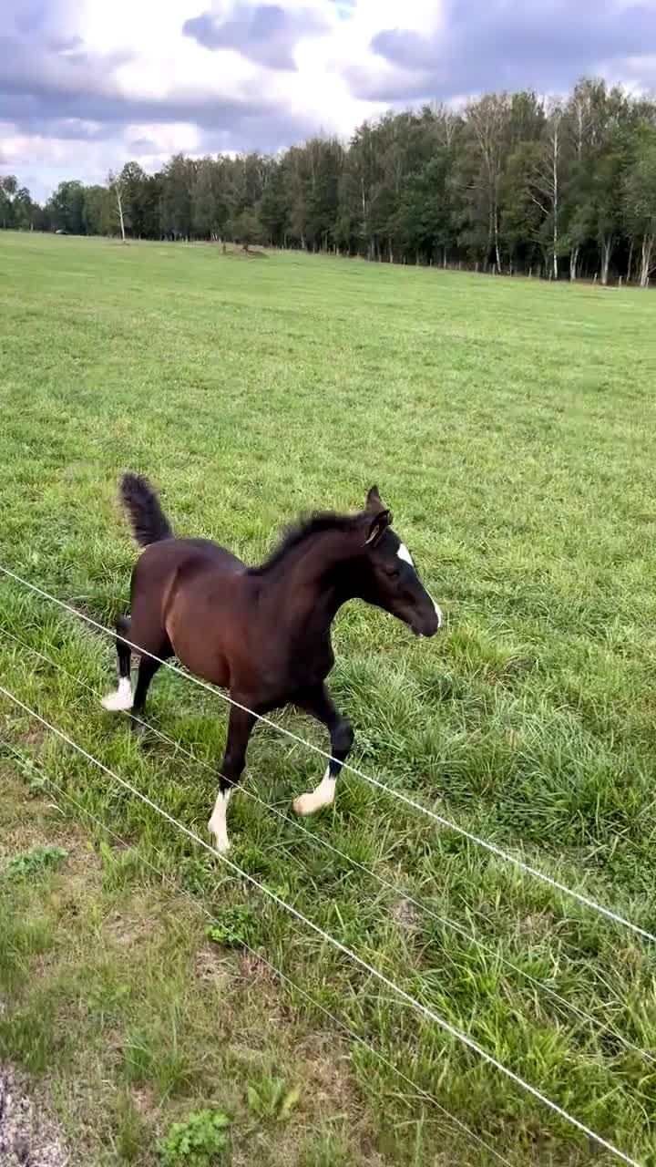 Hoppning hästar till salu: Trevlig Åring  - Video 1