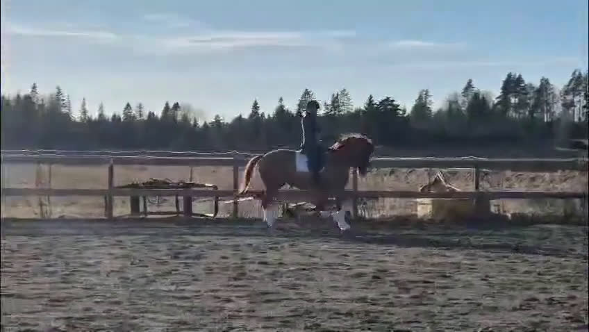 Dressyr hästar till salu: Diplomsto e. Suarez ue. Bernstein  - Video 1