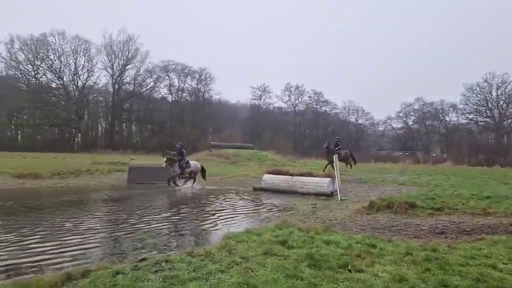 Hoppning hästar till salu: Lovande 5-åring e Cabachon-Cardento - Video 3