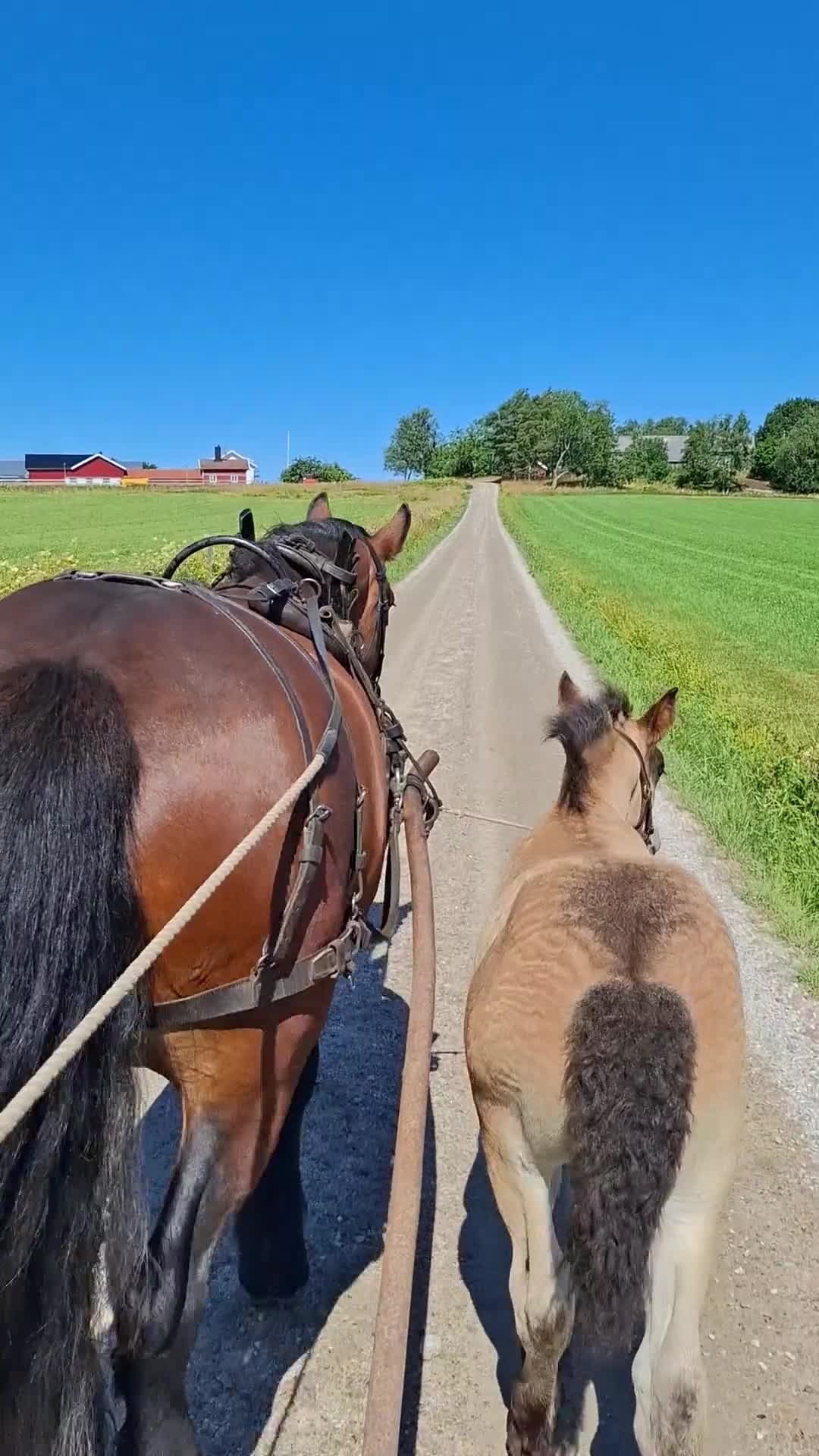 Allround hästar till salu: Toppstammat nordsvenskt hingstföl - Video 4