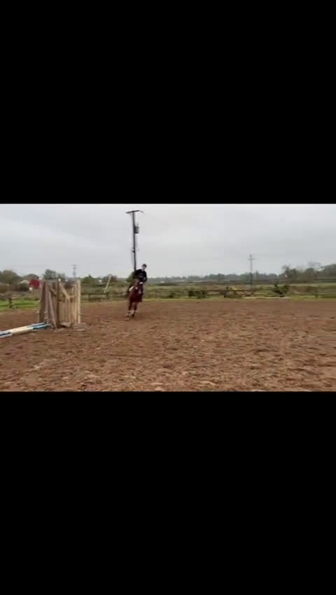 Hoppning hästar till salu: Lady Numero Uno i Ljungby - Video 1