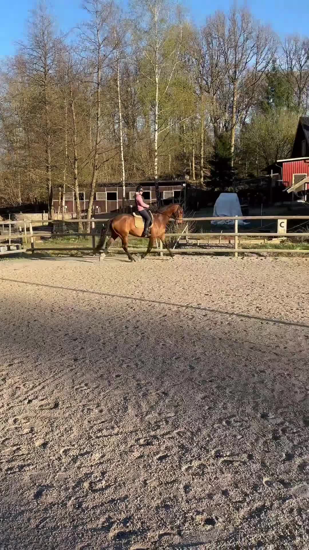 Allround hästar till salu: Trevlig valack till hopp eller dressyr i Alingsås - Video 4
