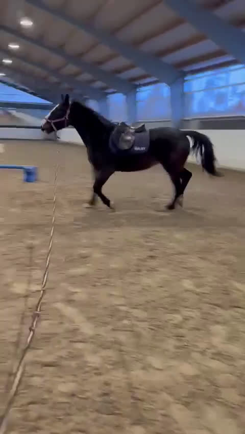 Fälttävlan hästar till salu: 3-åring med fin stam och fälttävlanspotential i Enköping - Video 3