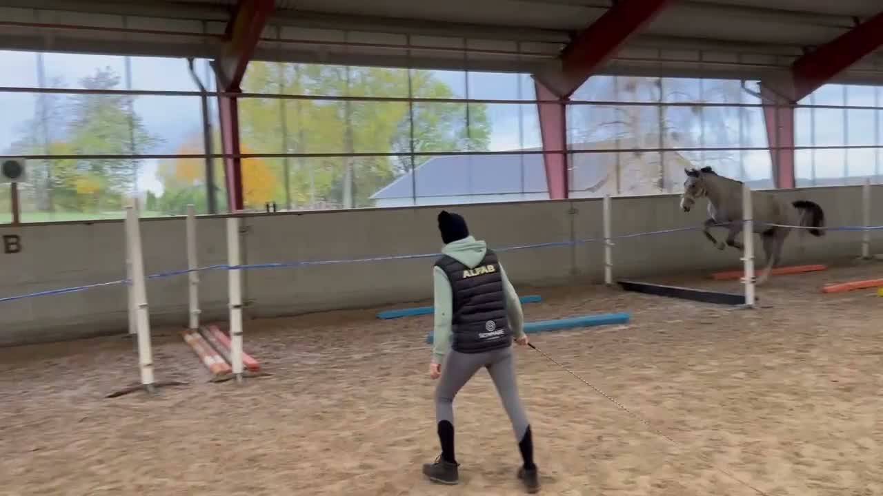 Hoppning hästar till salu: Trevlig 3 årig - Video 3
