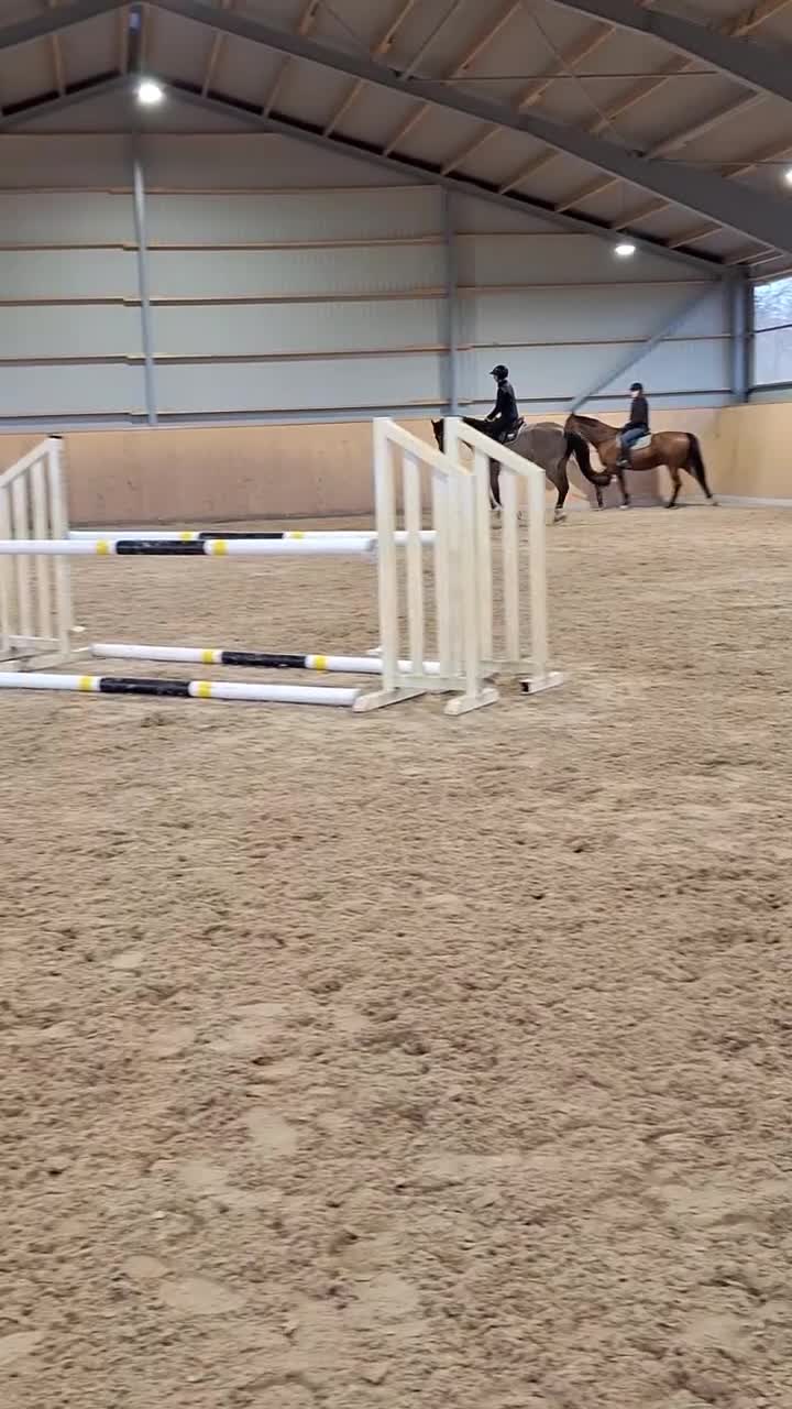 Hoppning hästar till salu: Välriden och trevlig valack  - Video 4