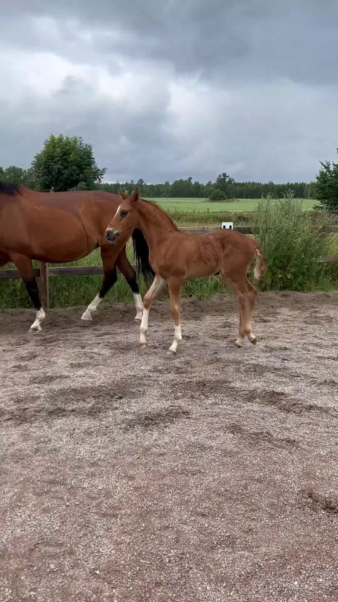 Avelshästar hästar till salu: SWB Avelssto - Video 1
