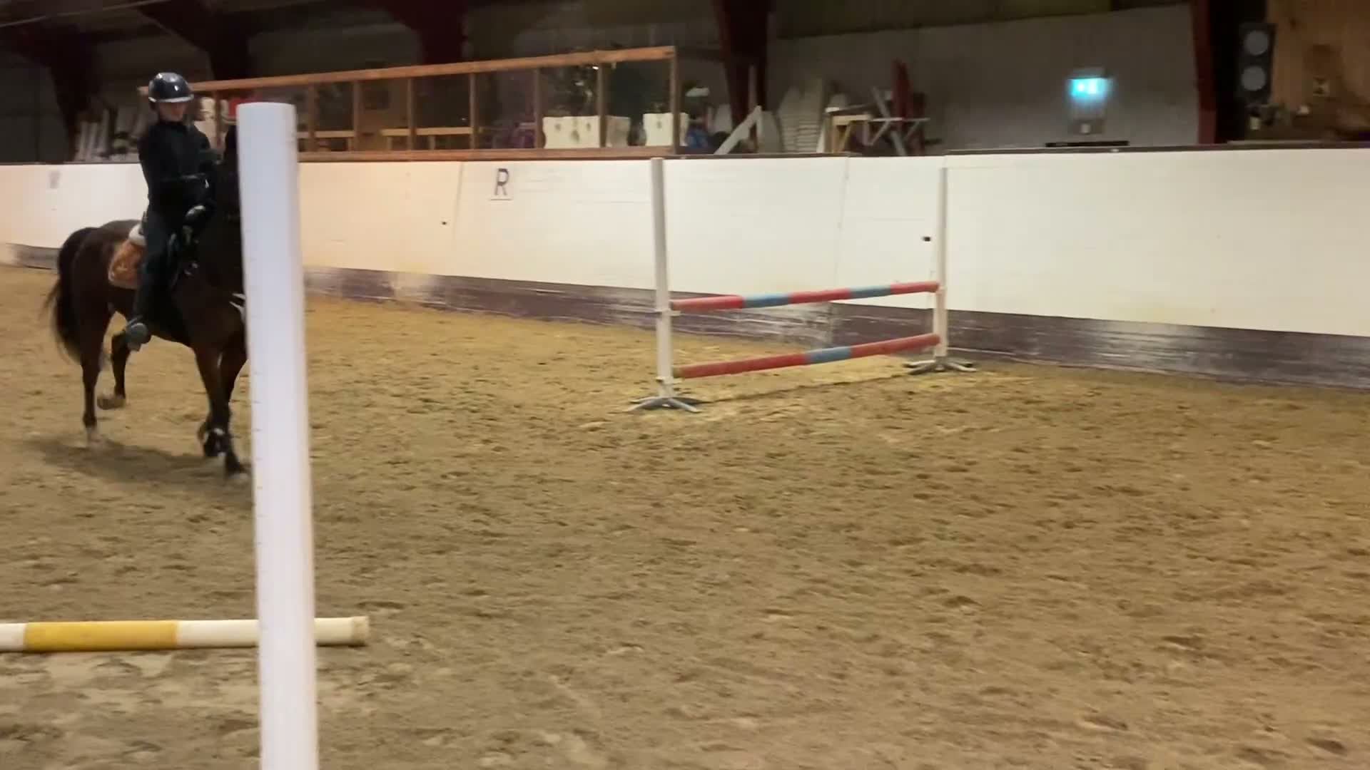 Allround hästar till salu: Pigg välriden ponny i Lund - Video 3