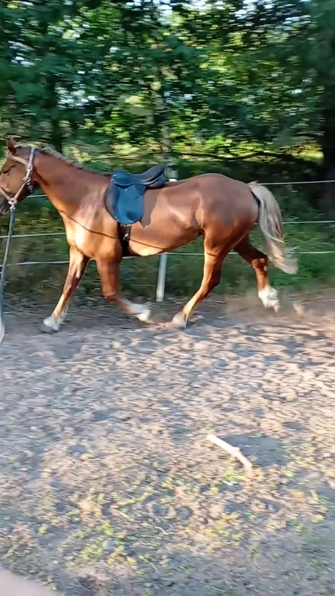 Allround hästar till salu: supertrevligt svenskfött welch cob sto i Söderala - Video 1