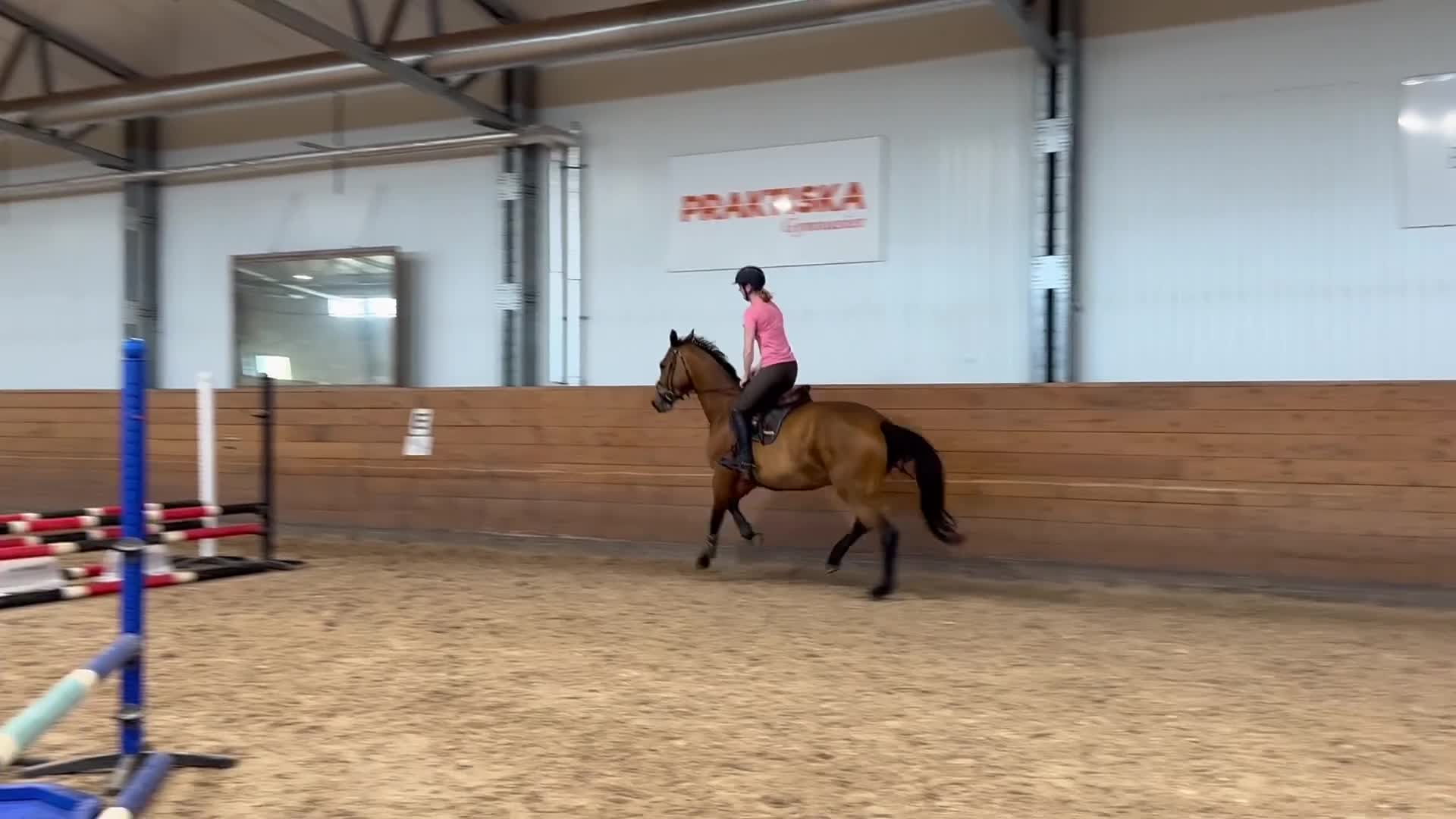 Hoppning hästar till salu: Trevligt sto - Video 1