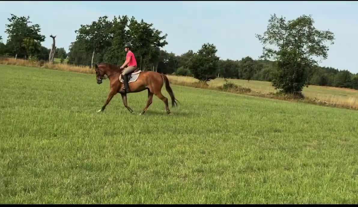 Allround hästar till salu: ⭐️EXTREMT SNÄLLT OCH TALANGFULLT STO⭐️ - Video 1