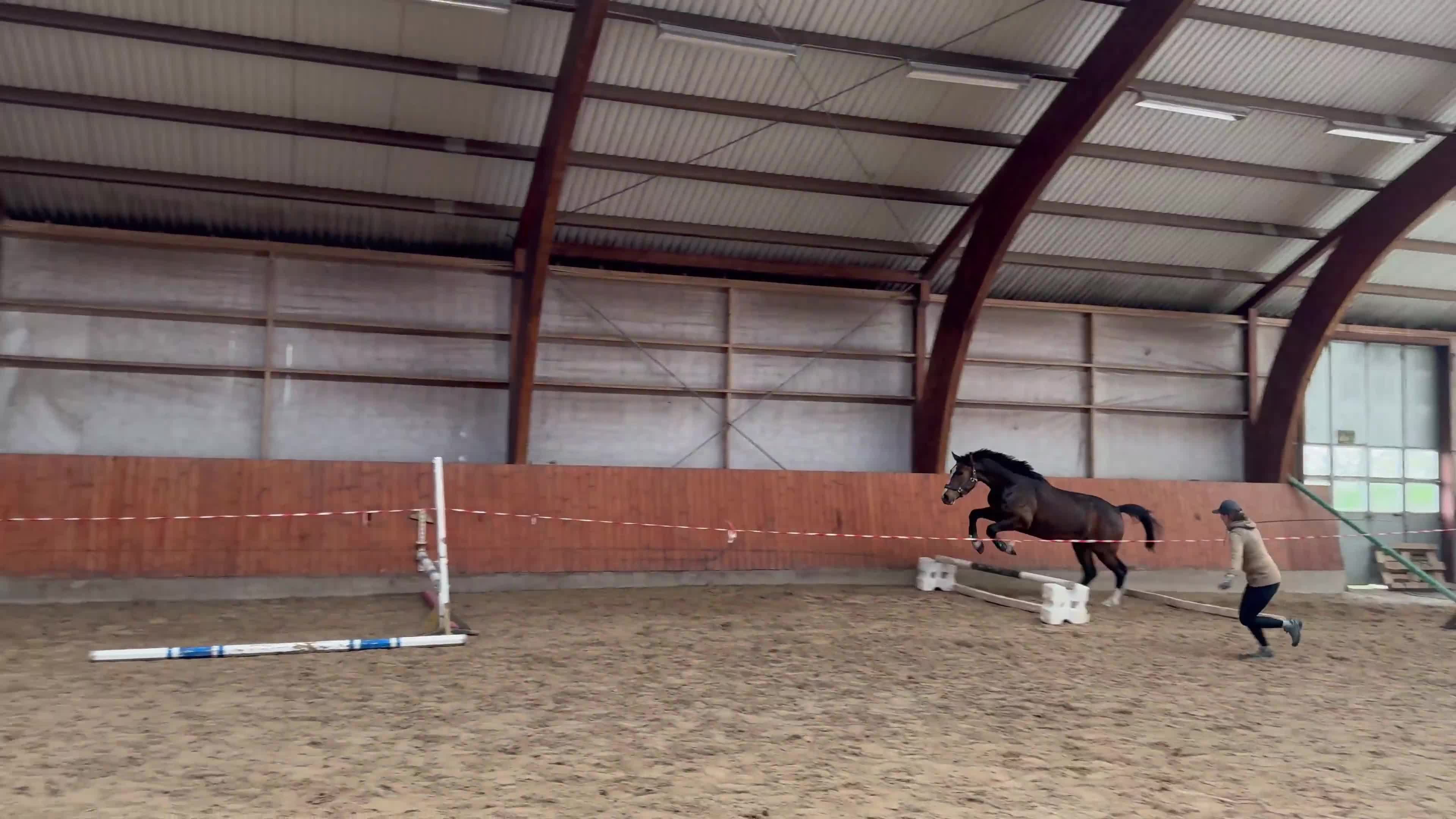 Hoppning hästar till salu: Superfin 3årig valack - Video 1