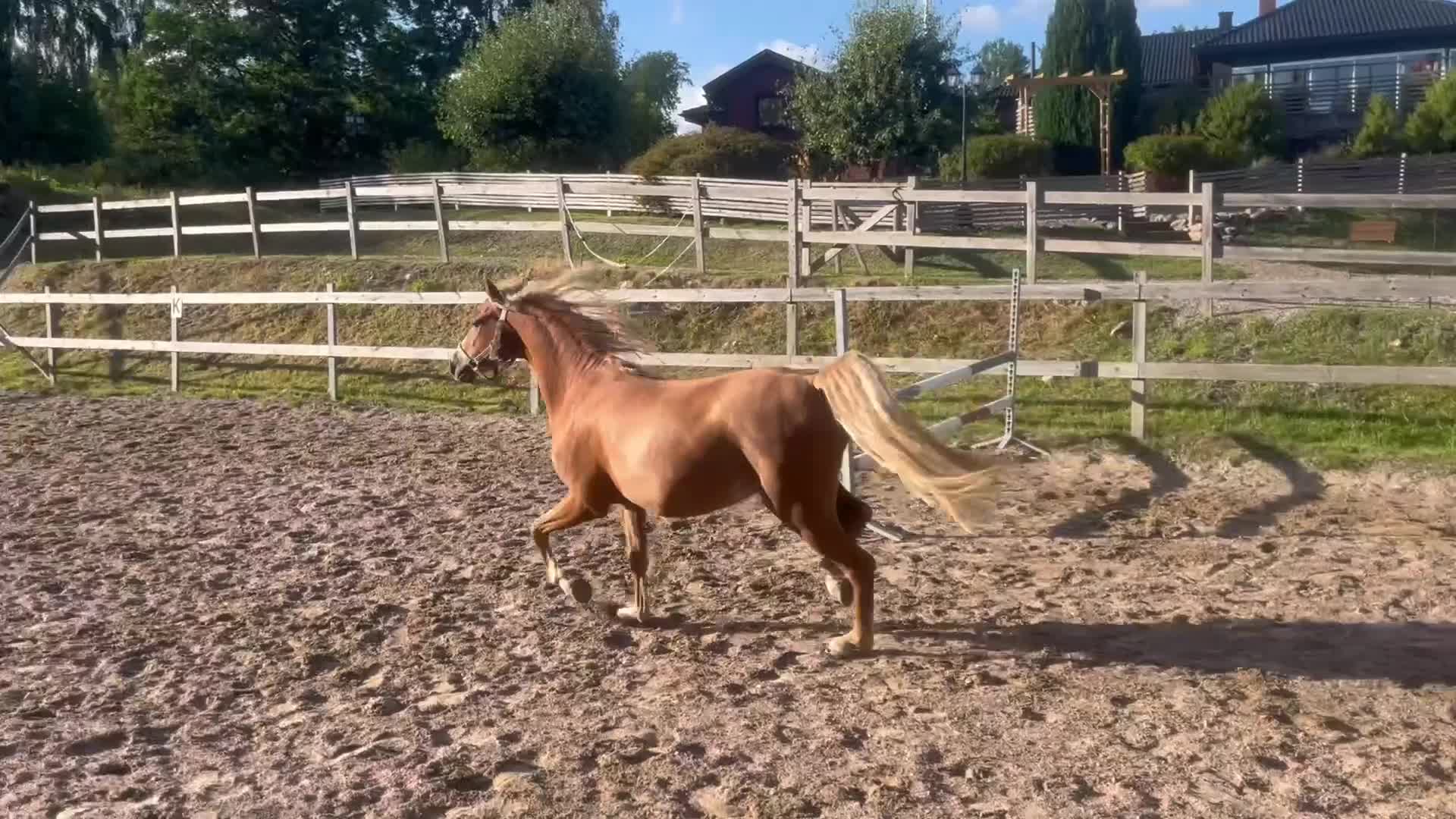 Allround hästar till salu: Fina Carenz söker sitt nya hem - Video 2